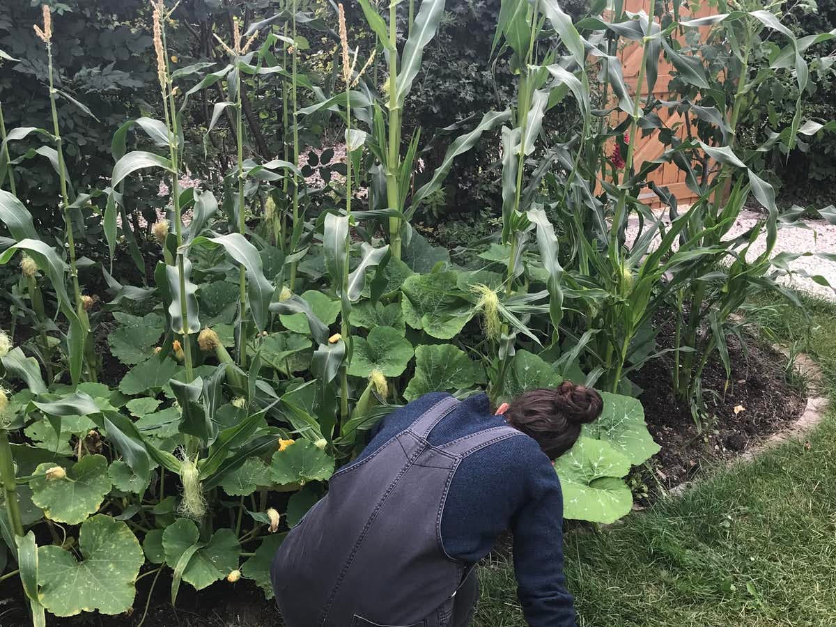 The author tending her maize crop