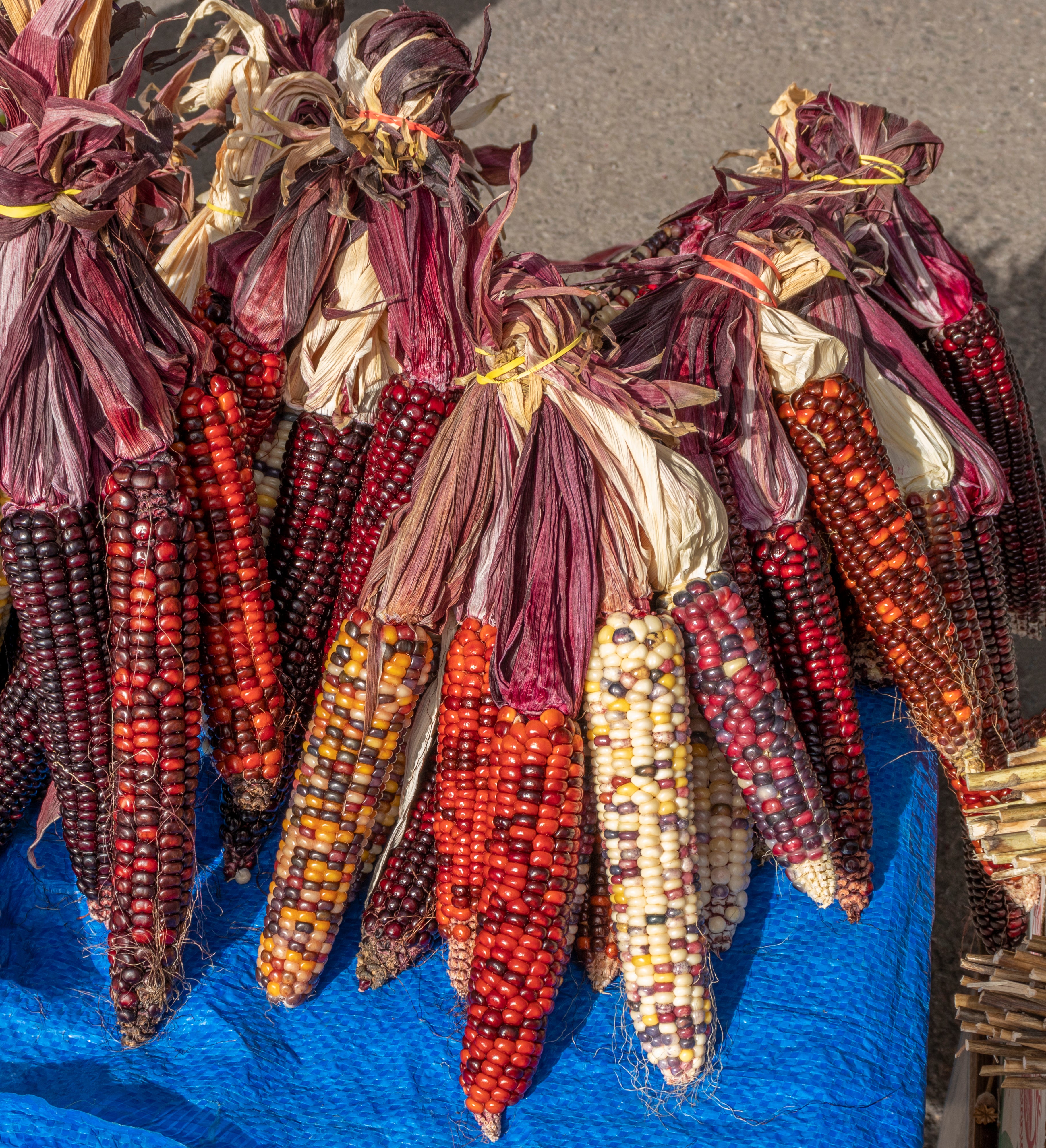 Different varieties of maize for sale in Missoula, Montana