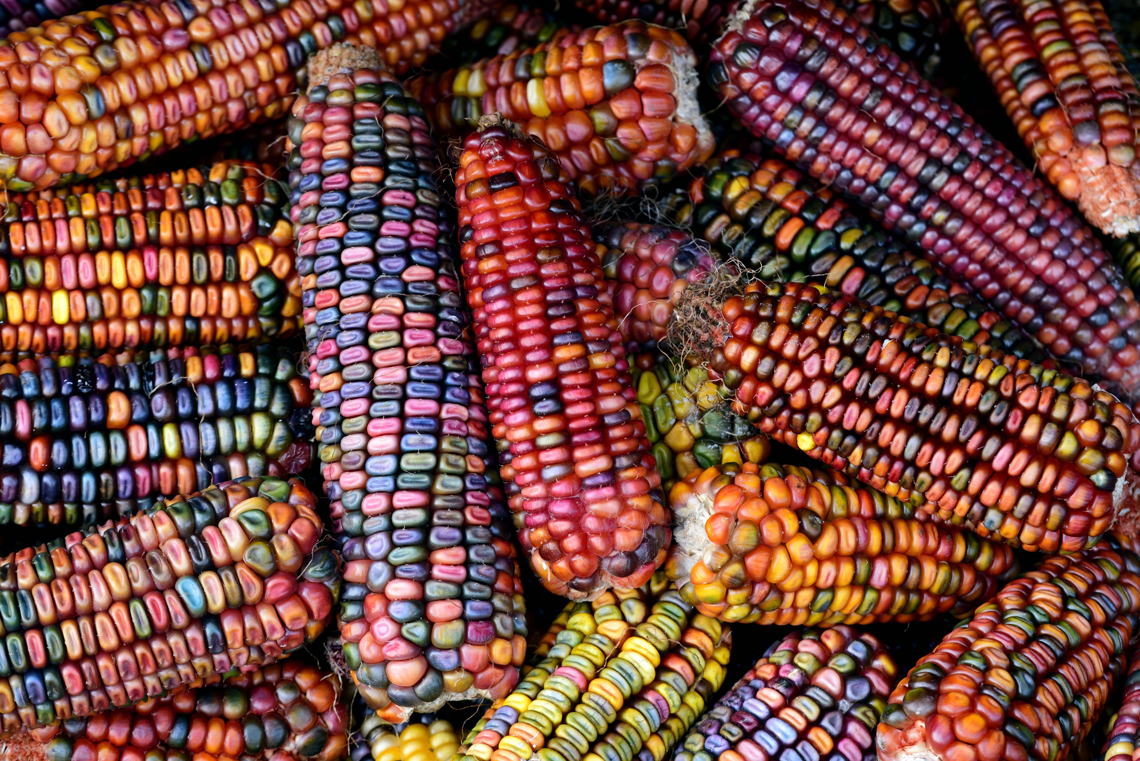 The history of maize can help us understand why seed banks may not offer us the long term solution we need