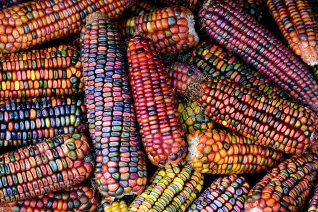 <p>The history of maize can help us understand why seed banks may not offer us the long term solution we need </p>
