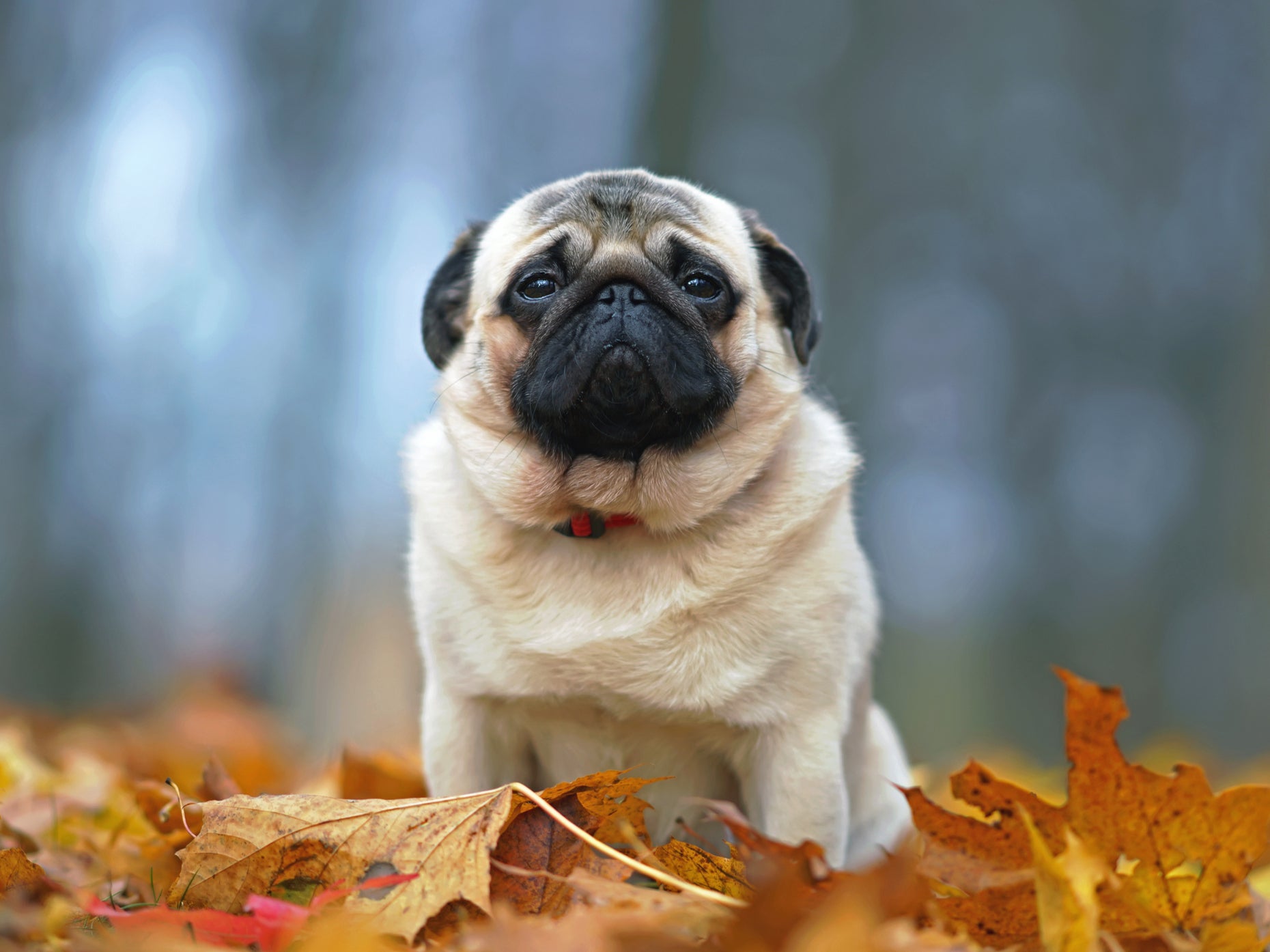 Flat-faced dogs often suffer from a range of health problems, vet says