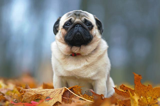 <p>Flat-faced dogs often suffer from a range of health problems, vet says</p>