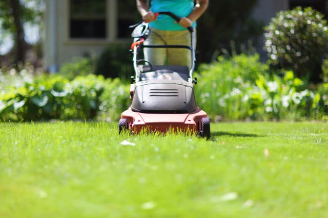 <p>A summer lawn can be a thing of beauty but also a source of anguish </p>