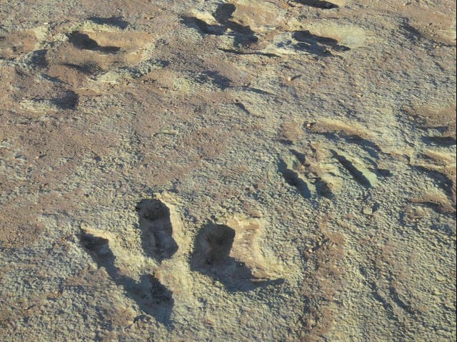 <p>Dinosaur prints are feared to have been damaged by a construction vehicle driving over the historic site in Utah</p>