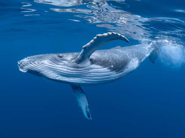 <p>Whaling could be banned in Iceland this decade, minister says</p>