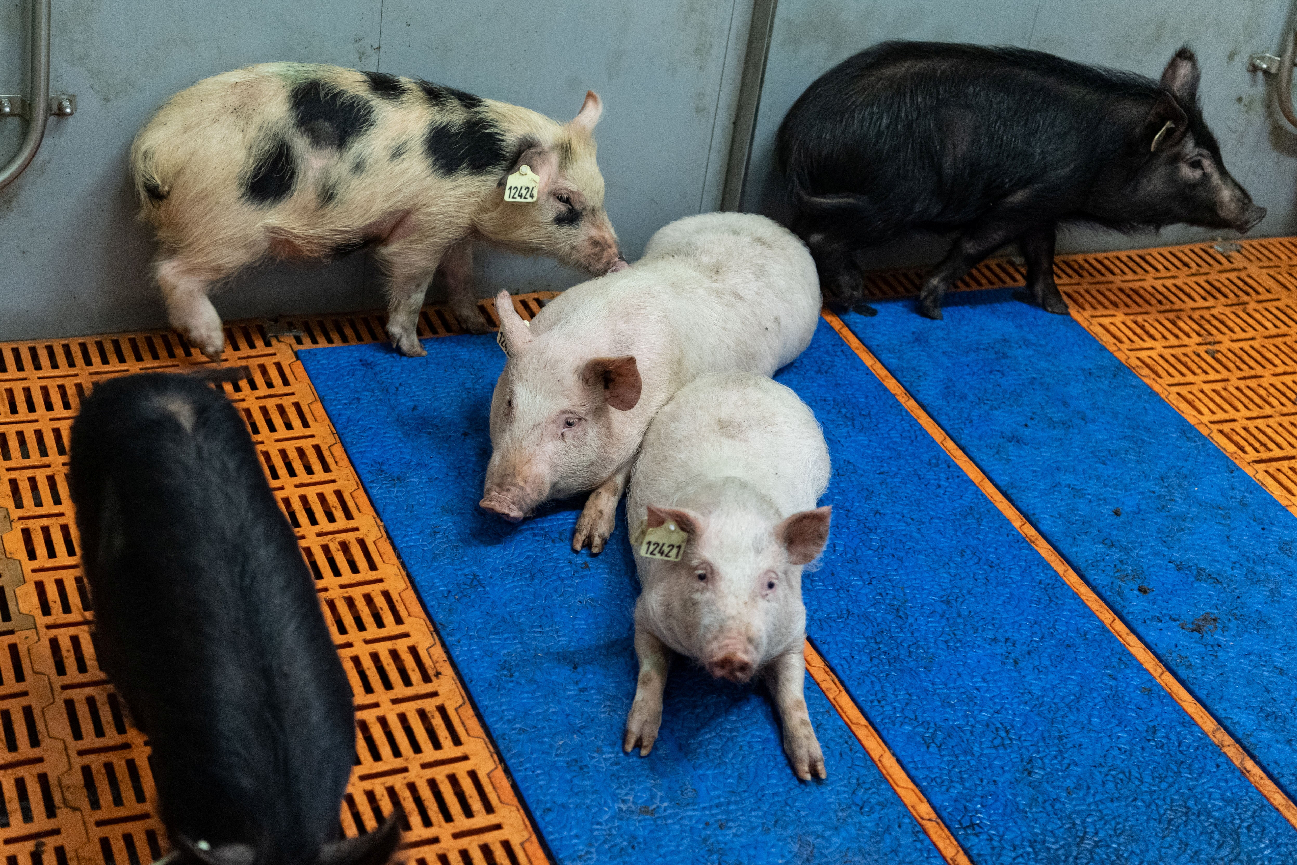 Scientists in Munich are using genetic engineering to grow donor organs in pigs