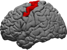 Scientists identify brain region that helps people control word pronunciation