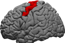 Scientists identify brain region that helps people control word pronunciation