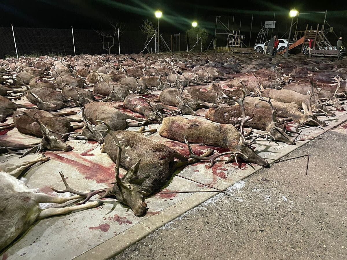 Slaughter of 450 trapped animals in Spain condemned as &lsquo;orgy of death&rsquo;