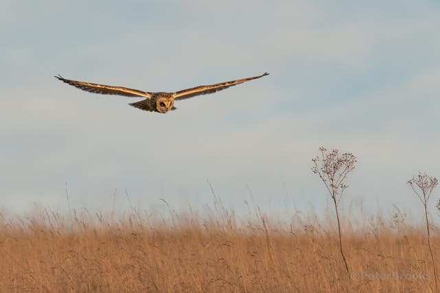 Short-eared owl at Seven Sisters Country Park (South Downs National Park Authority/PA)
