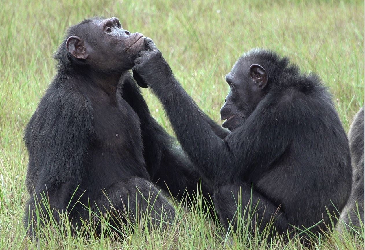 A female chimpanzee known as Roxy is seen applying an insect to a wound on the face of an male chimpanzee named Thea