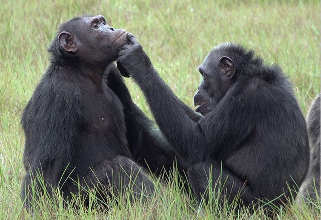 <p>A female chimpanzee known as Roxy is seen applying an insect to a wound on the face of an male chimpanzee, Thea</p>