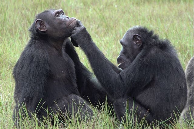 <p>A female chimpanzee known as Roxy is seen applying an insect to a wound on the face of an male chimpanzee, Thea</p>
