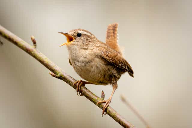 <p>Light work: a wren perched on a branch singing</p>