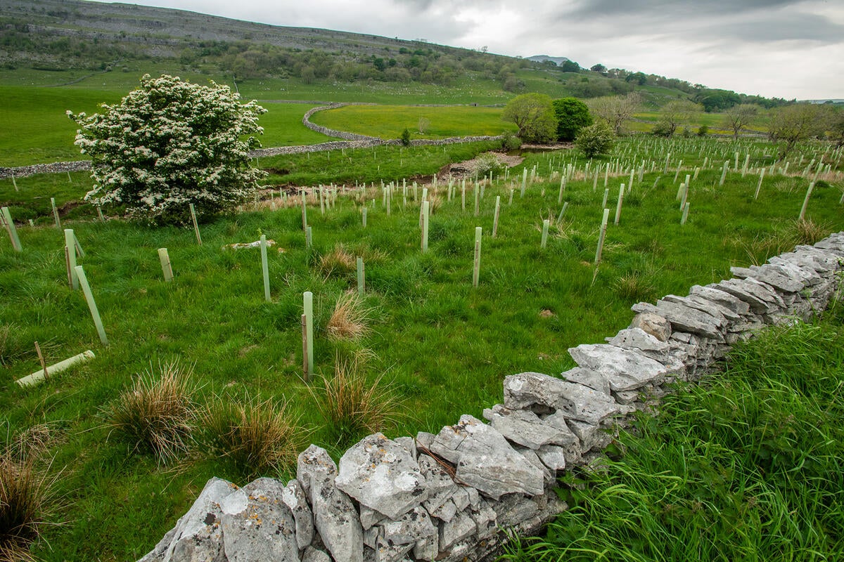 Tree planting in Ingleborough, Yorkshire. The WWF is calling for new measures to restore carbon-rich ecosystems