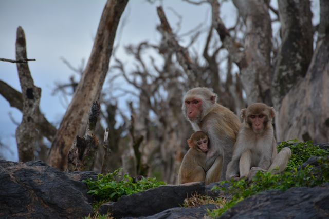 <p>A family of rhesus macaques on Cayo Santiago one year after the island was struck by Hurricane Maria</p>