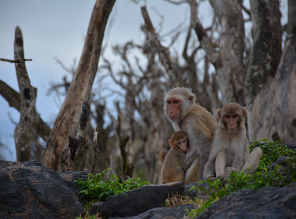 <p>A family of rhesus macaques on Cayo Santiago one year after the island was struck by Hurricane Maria</p>