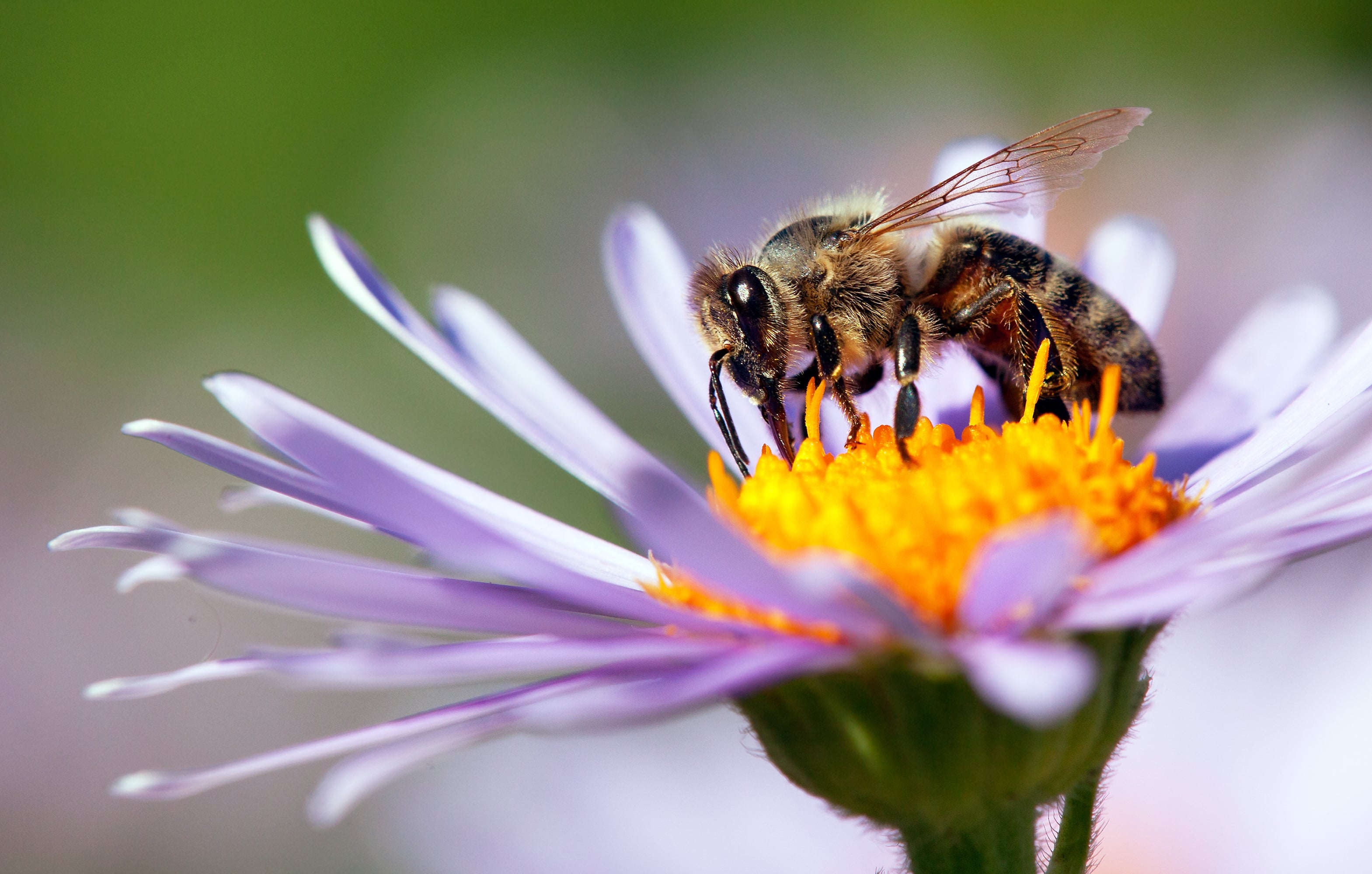 A honeybee enjoys a meal