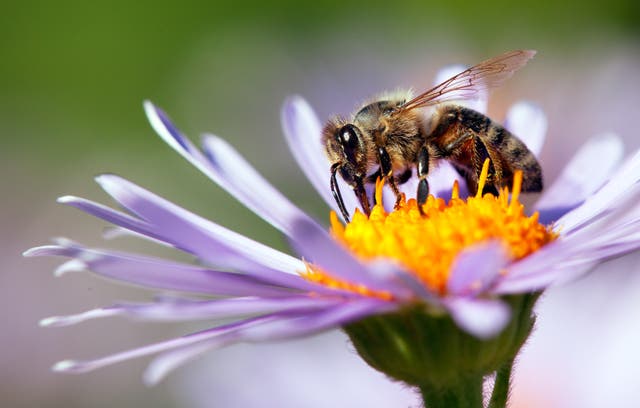 <p>A honeybee enjoys a meal </p>