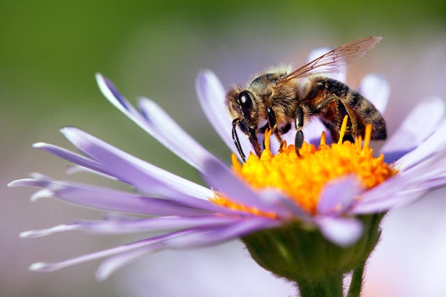 <p>A honeybee enjoys a meal </p>