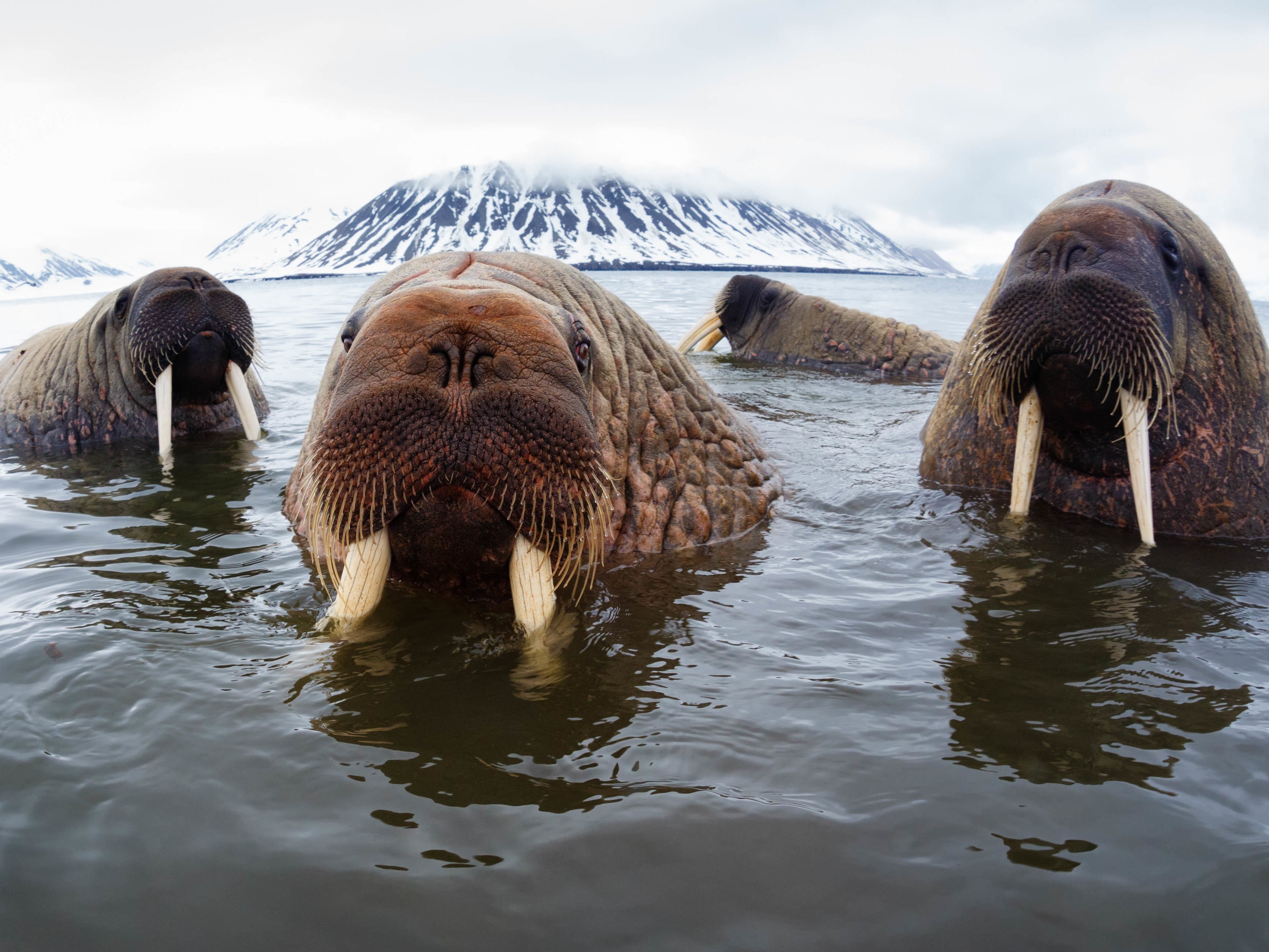 Atlantic walrus hanging out in shallow water in Norway