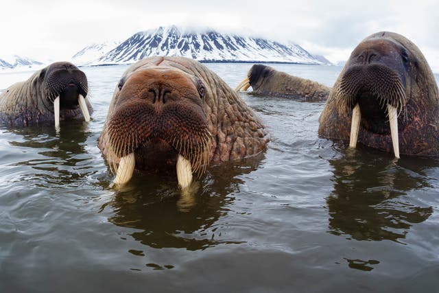 <p>Atlantic walrus hanging out in shallow water in Norway</p>