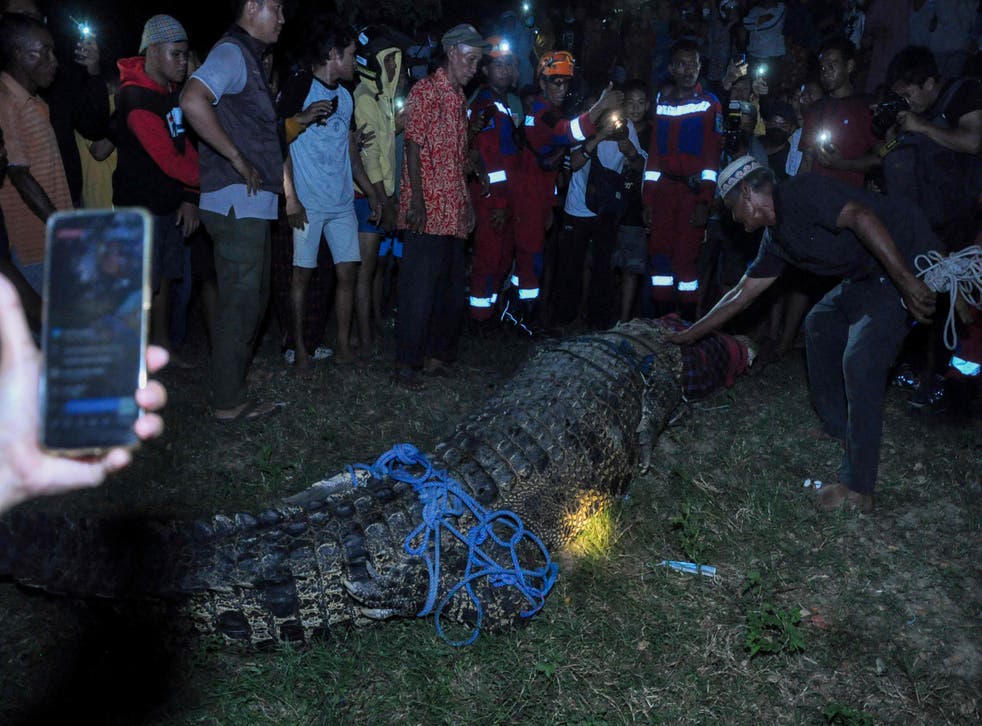 <p>Residents free a crocodile from a tyre which was stuck around its neck for about five years, before releasing it into a river in Palu, </p>