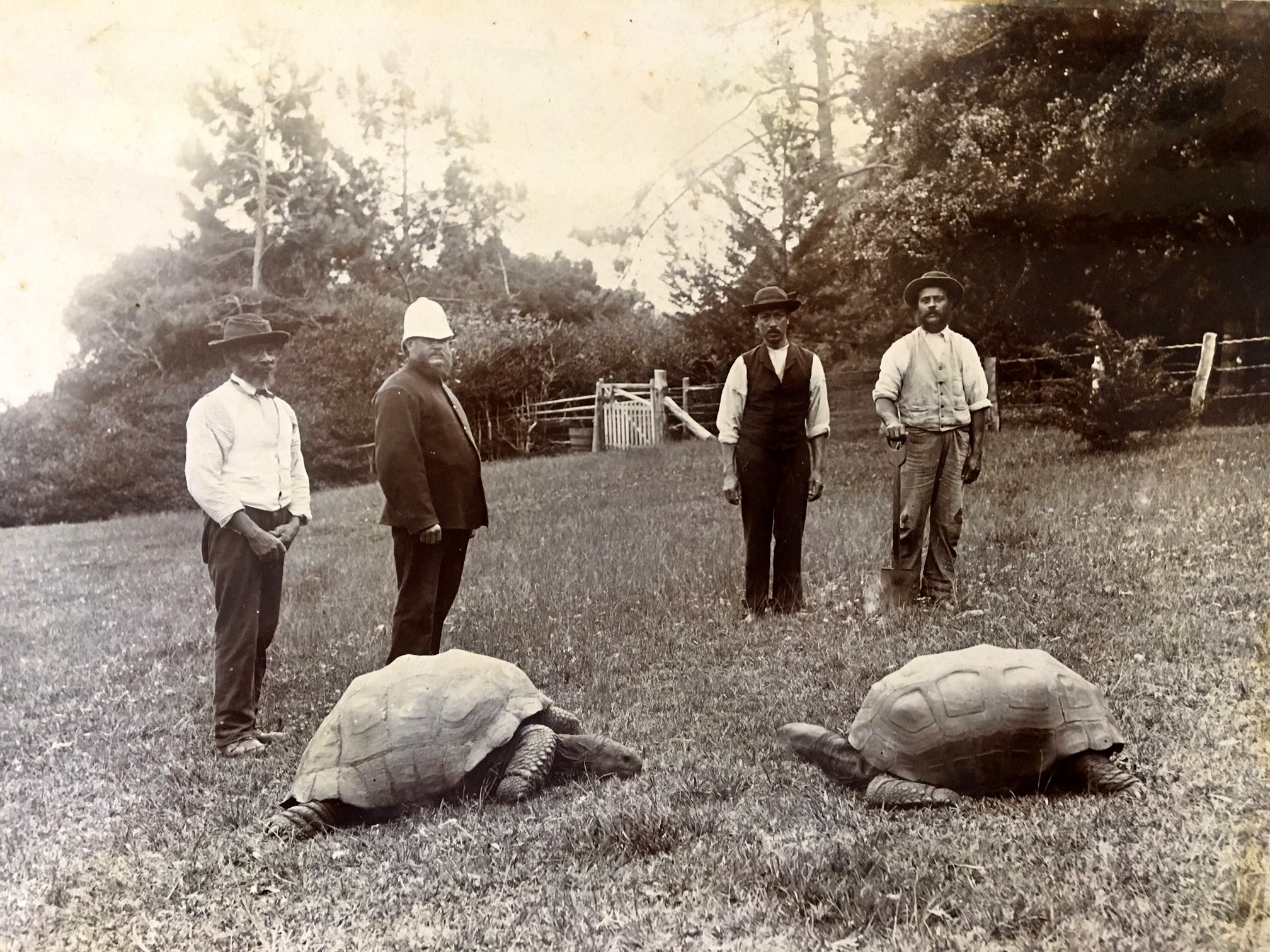 This historical photo taken in the late 1800s shows Jonathan, left, with another tortoise, now deceased.
