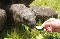 Studying slow ageing of cold-blooded creatures could unlock secrets to human longevity