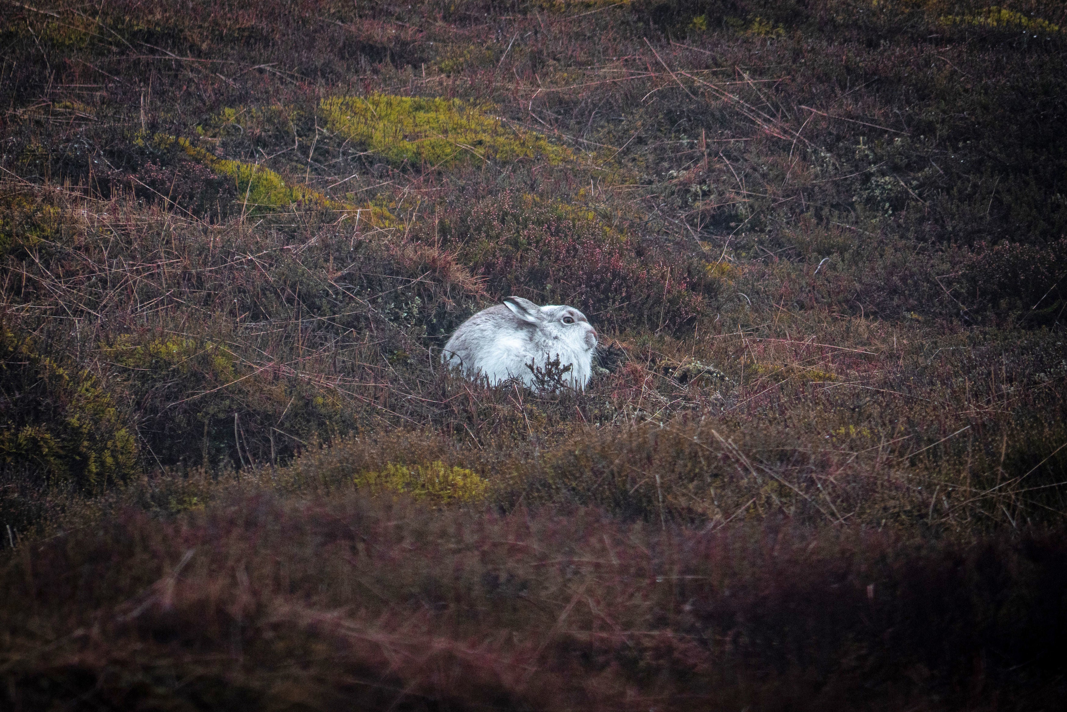 A mountain hare in Woodhead Moor in the Peak District
