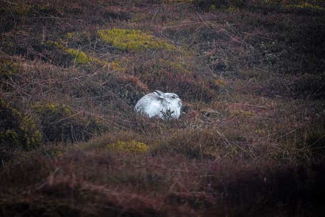 <p>A mountain hare in Woodhead Moor in the Peak District</p>