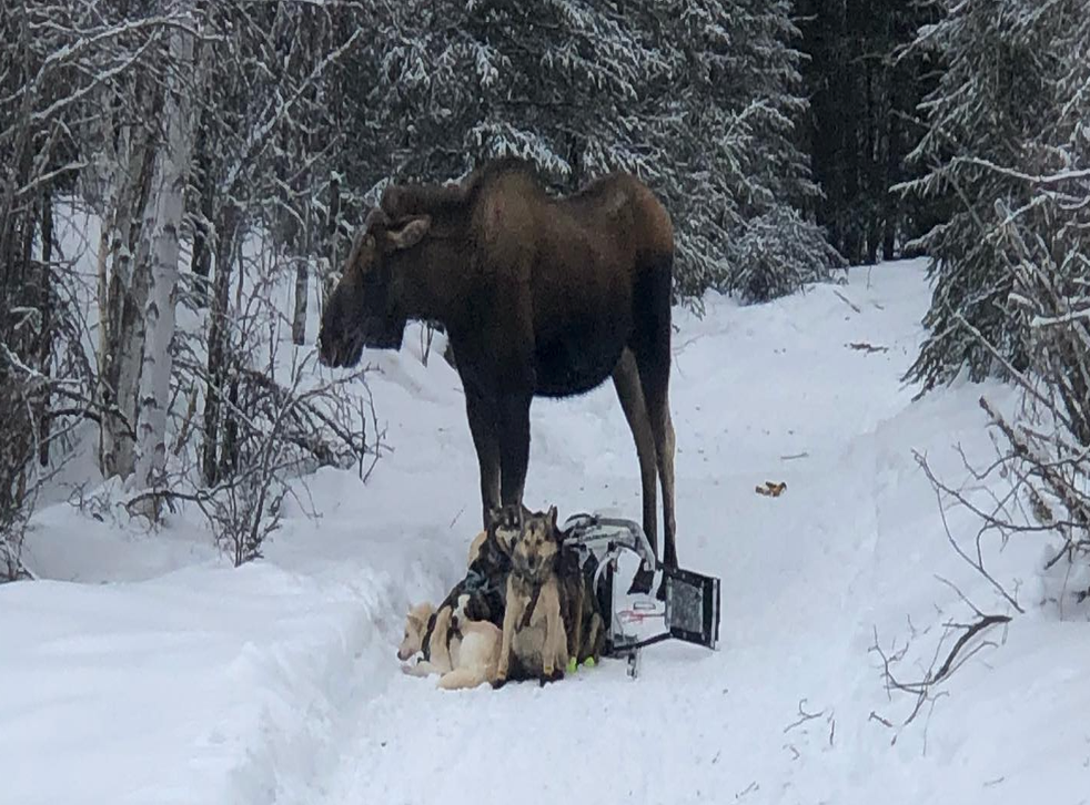 Helpless Girl And Her Dog Sex - Moose tramples and crushes Iditarod dogsled team in Alaska | The Independent