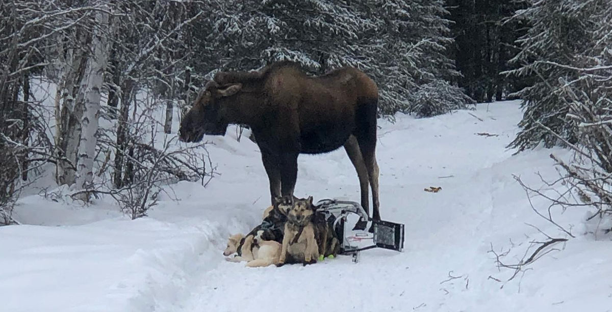 Moose tramples and crushes Iditarod dogsled team in Alaska