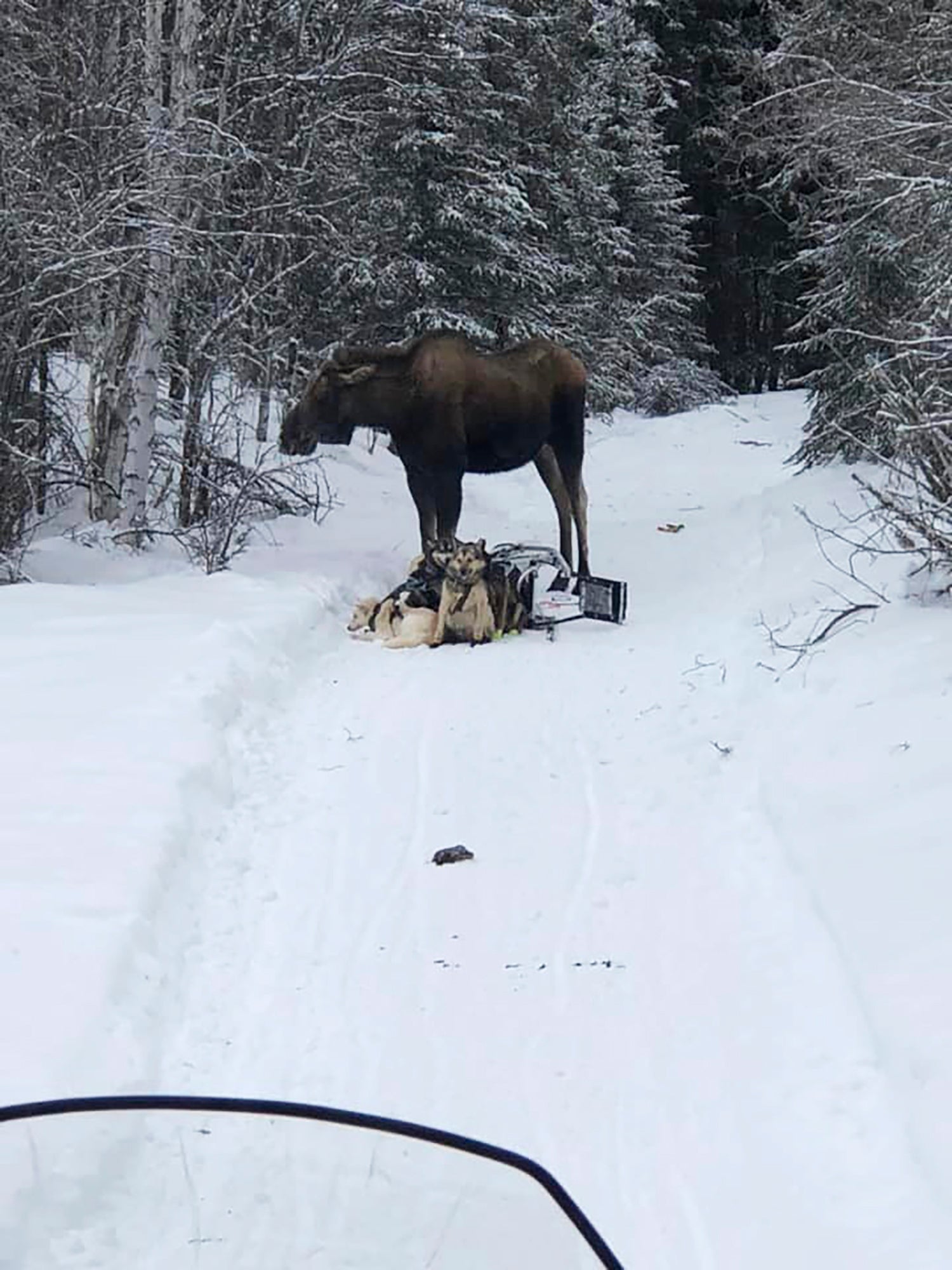 Iditarod-Moose Attack