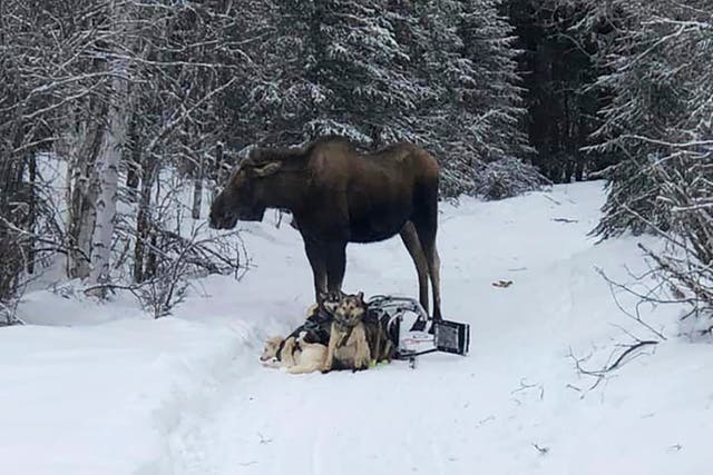 Iditarod-Moose Attack