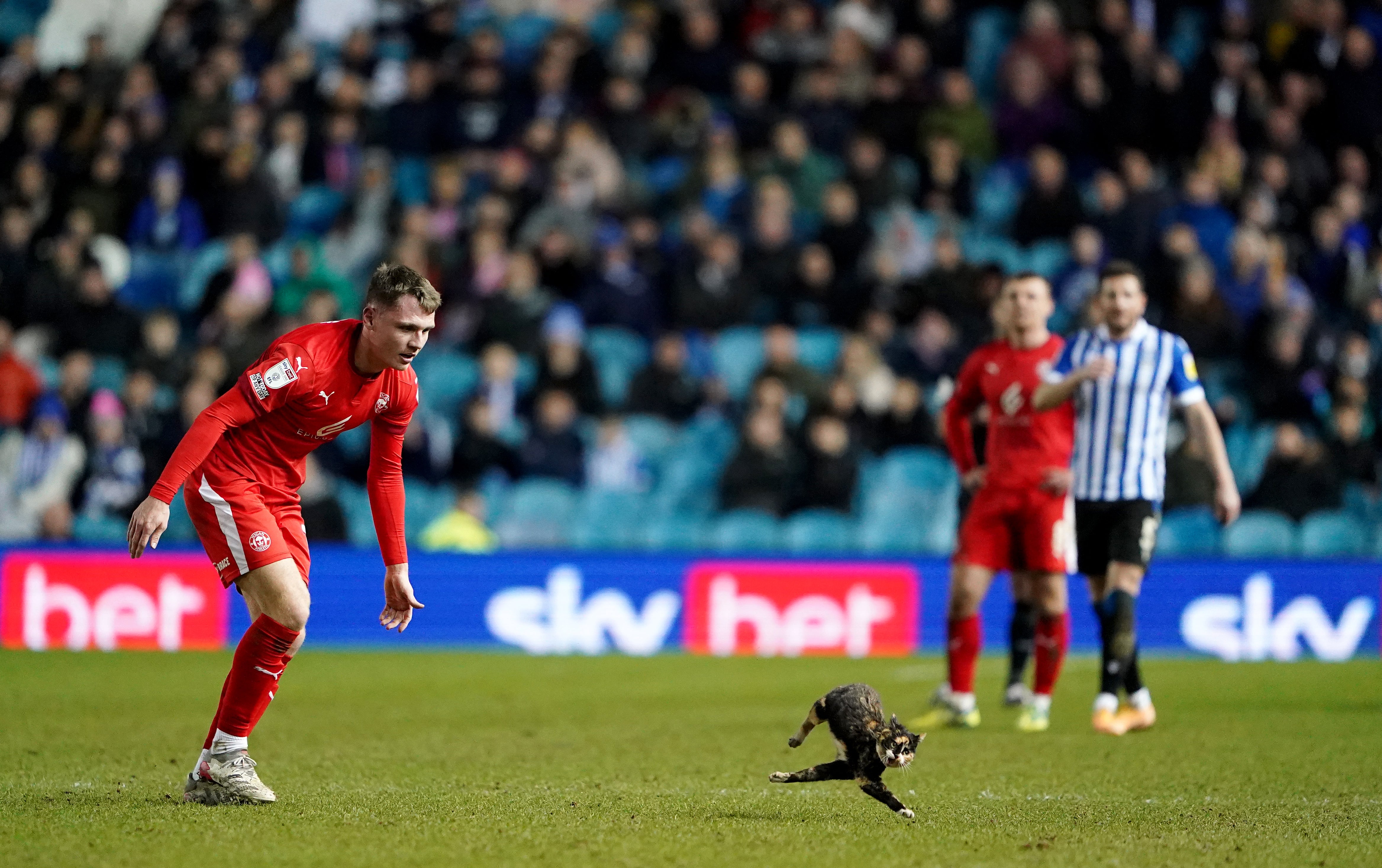 Wigan Athletic’s Jason Kerr attempts to remove a cat from the pitch during the Sky Bet League One match at Hillsborough (PA)