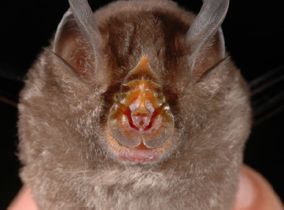 Scientists have traced the coronavirus to the horseshoe bat (PA)