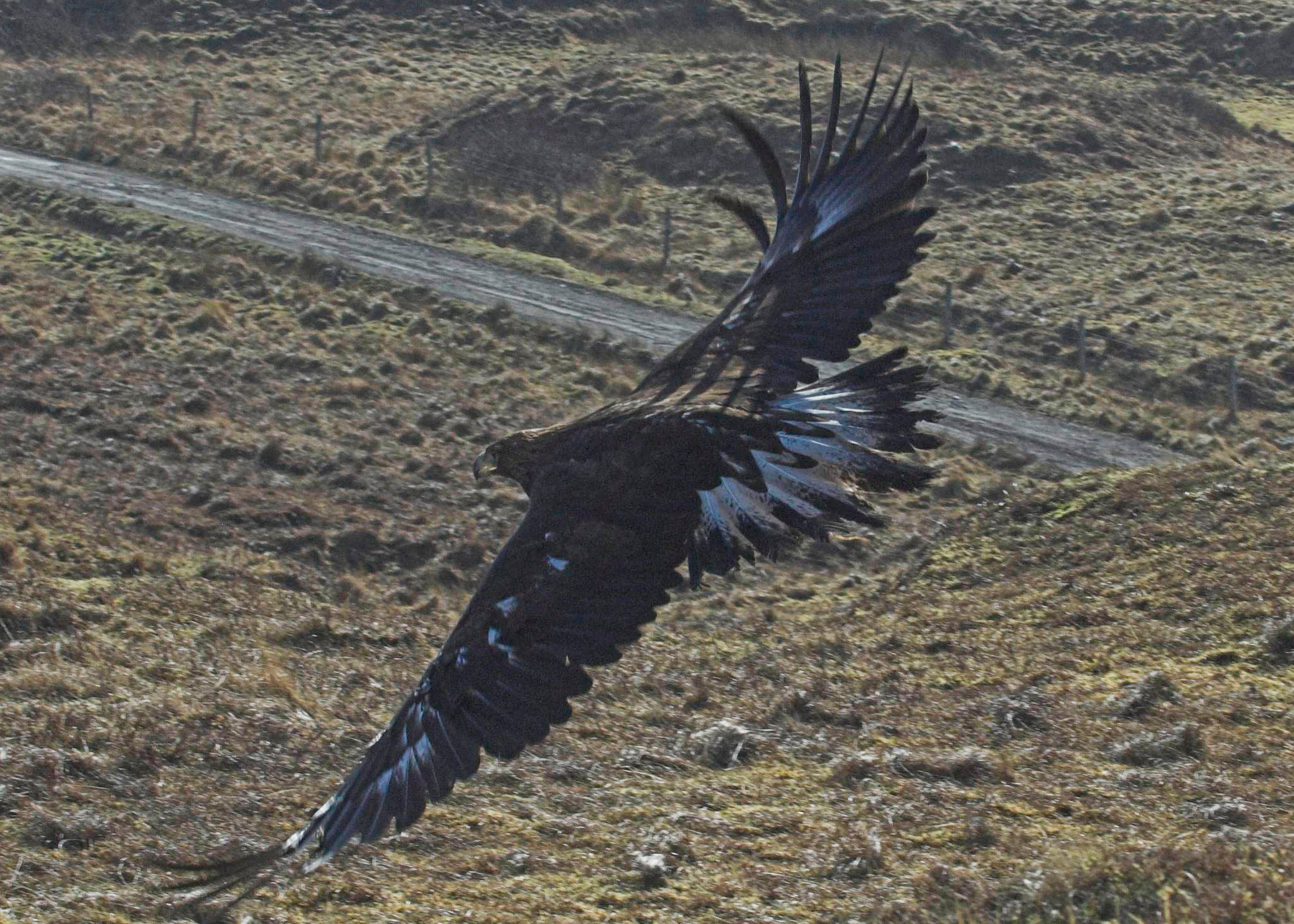 Eagles have been feeding on contaminated carcasses (Scottish SPCA/PA)