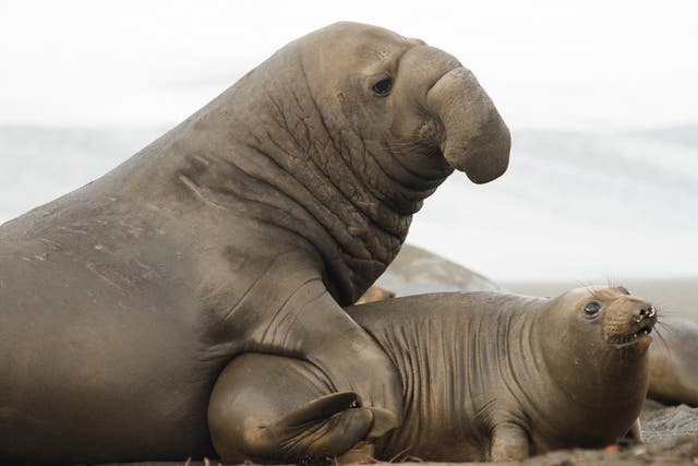 <p>Extreme sexual dimorphism means male elephant seals can be up to 10 times larger than females</p>