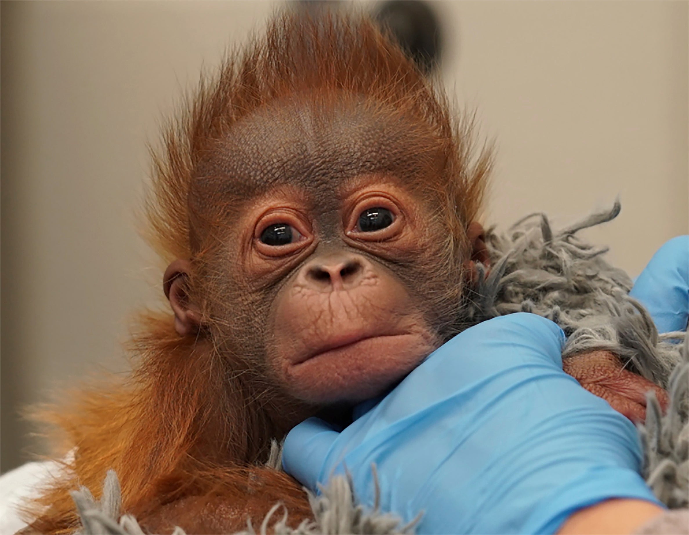Best name for cute baby orangutan: Rudy, Roux or Maymuun? | The