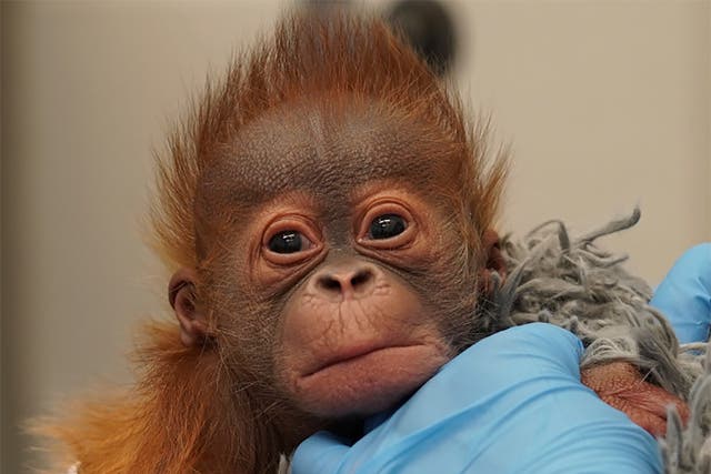 Orangutan Baby-New Orleans