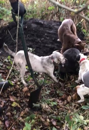 Mobile phones seized from the trio revealed videos and photos of dogs engaged in hunting and fighting with wild animals