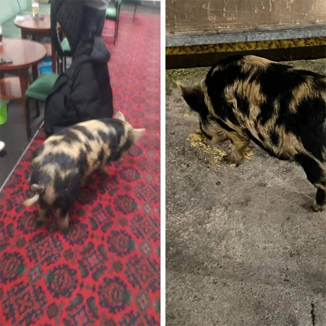 The pig visiting Easington Colliery Club in County Durham (Kayleigh Parkin/PA)