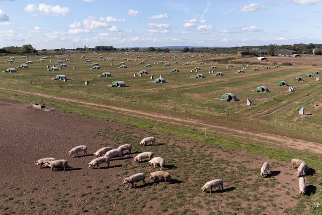 Thousands of healthy pigs have had to be culled because of a lack of butchers (Joe Giddens/PA)