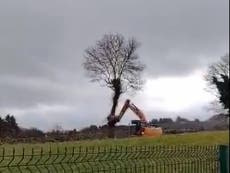 ‘Children scream in anguish’ as tree next to their school is torn down by developers
