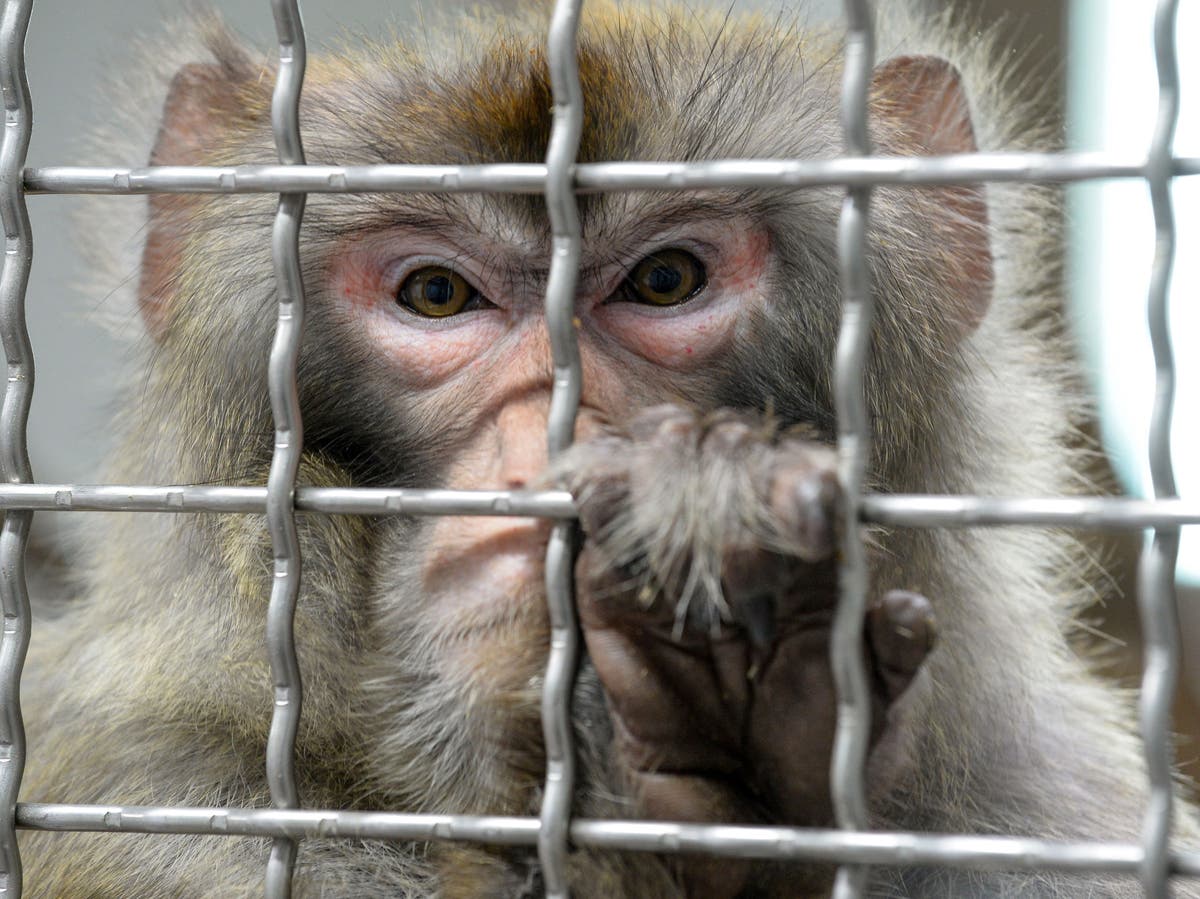 Animal rights group complains to US government about treatment of monkeys by Elon Musk&rsquo;s Neuralink