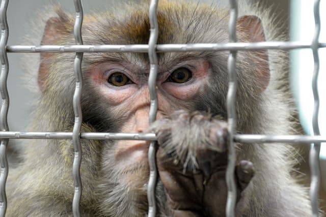 <p>A Rhesus macaque, part of the 11 rescued monkeys from research laboratories, reacts from the quarantine room of the future animal shelter 'La Taniere', in Nogent-le-Phaye near Chartres, on March 13, 2019</p>