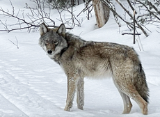 Wolf experts warn of ‘extremely abnormal’ behaviour of animal in Minnesota 