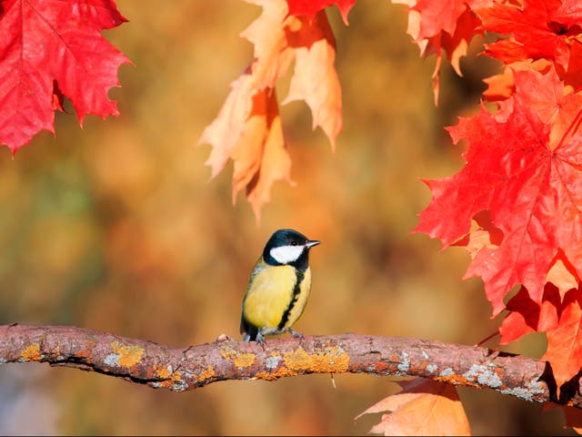 <p>Songbirds are getting smaller as greenhouse gas emissions push temperatures up,  but some species with relatively larger brains are adapting to the changes, scientists say</p>