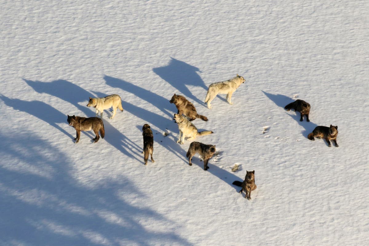 Judge restores protections for gray wolves across much of US